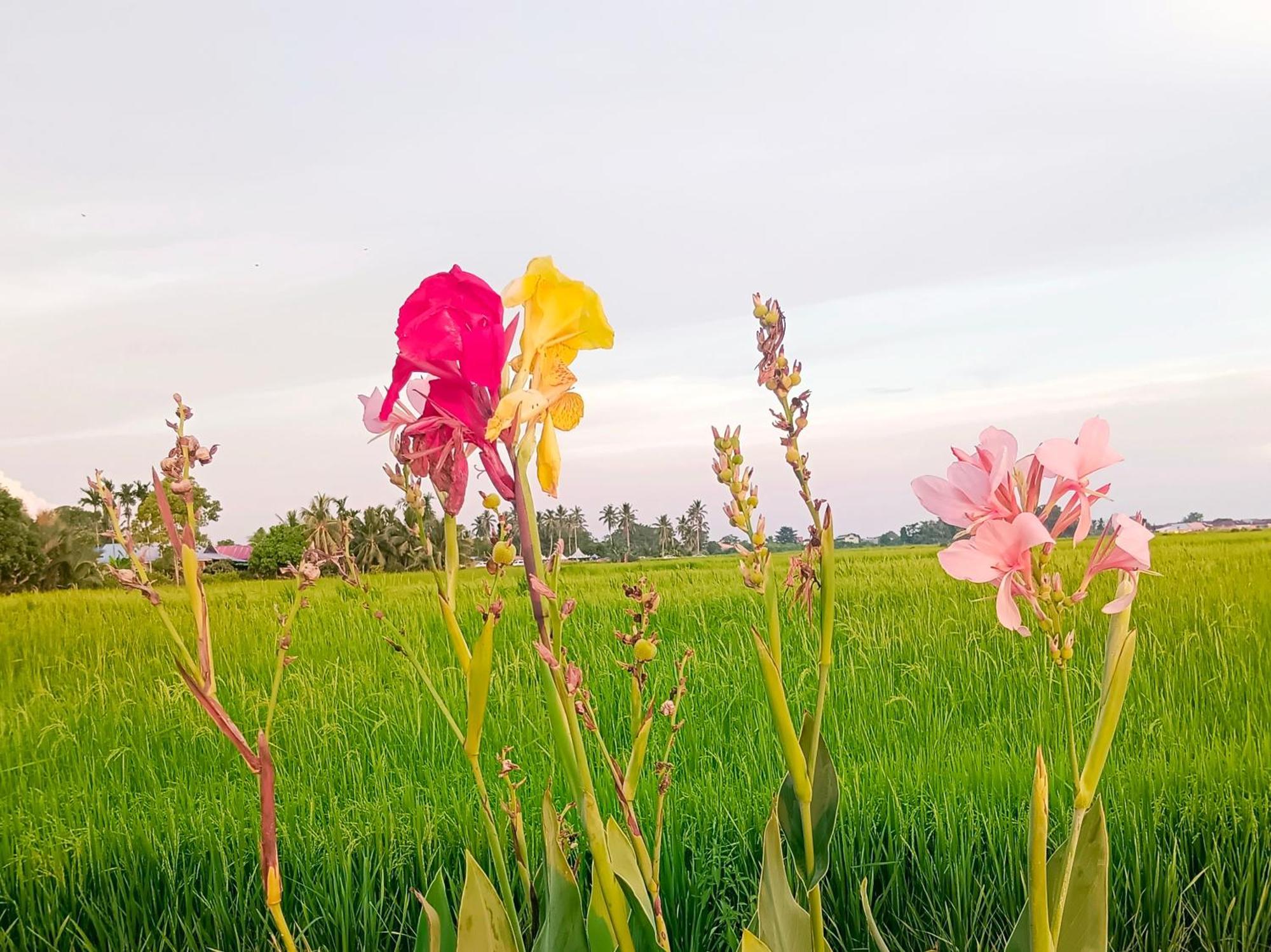 Kurau Inn Farmstay Kuala Kurau Екстериор снимка